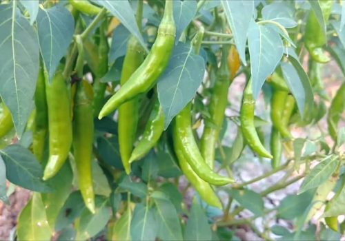 61DrVsIirBL._AC_UF1000,1000_QL80_