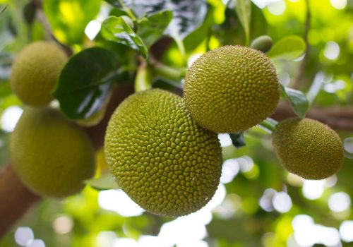 Artocarpusheterophyllus-SeedlessJack_Jackfruit