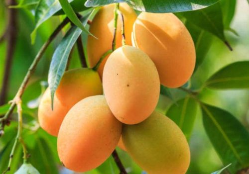 Mangiferaindica-Priyur_Mango_1