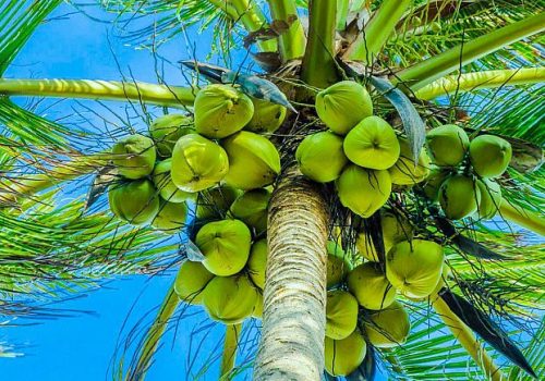 Sure_ways_to_keep_the_coconut_tree_healthy