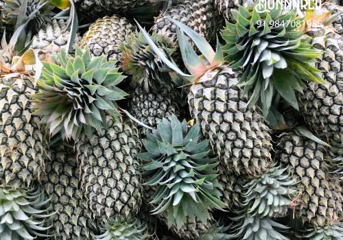 a-grade-pineapple-fruit-exporting-and-all-quality-