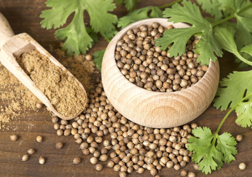 edible-gardening-101-harvesting-coriander-seeds-2-corriander-seeds-leaves-powder_1200x