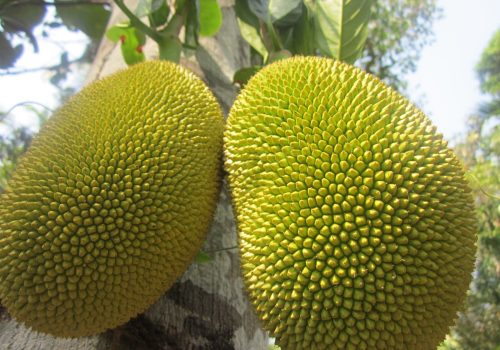 fresh-jack-fruit-500-gms