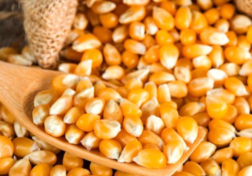 high-in-protein-minerals-vitamins-healthy-tasty-rich-in-fiber-yellow-corn-maize--933